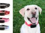 Traceurs GPS pour chiens